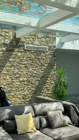 #ikankoi #ikanhias #jualkoi #ikanviral #ikankoiimport 