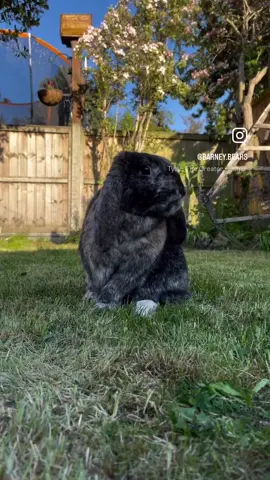 Barns is definitely too sweet 🍬  #bunny #rabbit #indoorbunny#indoorrabbit #bunnies  