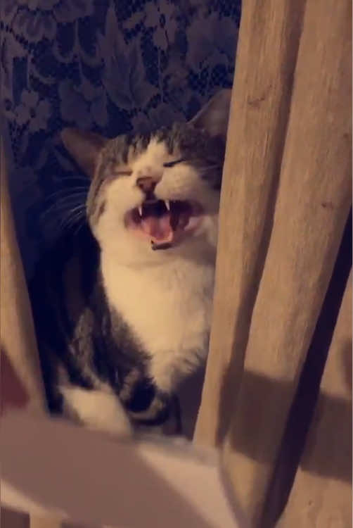Smart cat. 😼😼