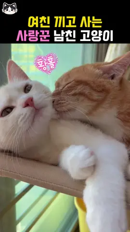 여친 끼고 사는 사랑꾼 남친 고양이