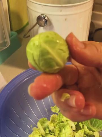 Hạt giống bắp cải mini F1: 100% đạt chất lượng giống chuẩn.