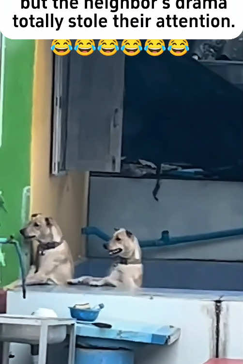 When you have two drama dogs🤣🤣#dog #dogsoftiktok #funnydog #funnyvideo #funnytiktok #fyp #foryou #tiktok 