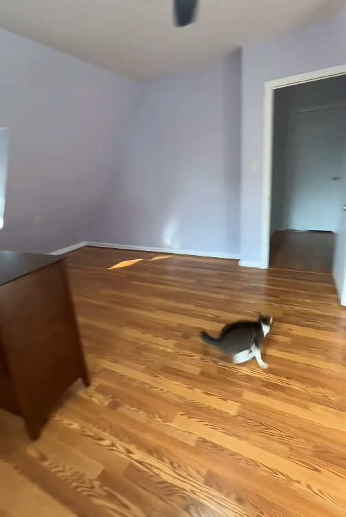 My cat is personally offended by everything.🤣🤣#cat #catsoftiktok #funnycat #funnytiktok #funnyvideo #fyp #foryou #tiktok 