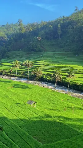 beautiful rice fields 🌾 #beautiful #premium #fyp #foryou #beauty 