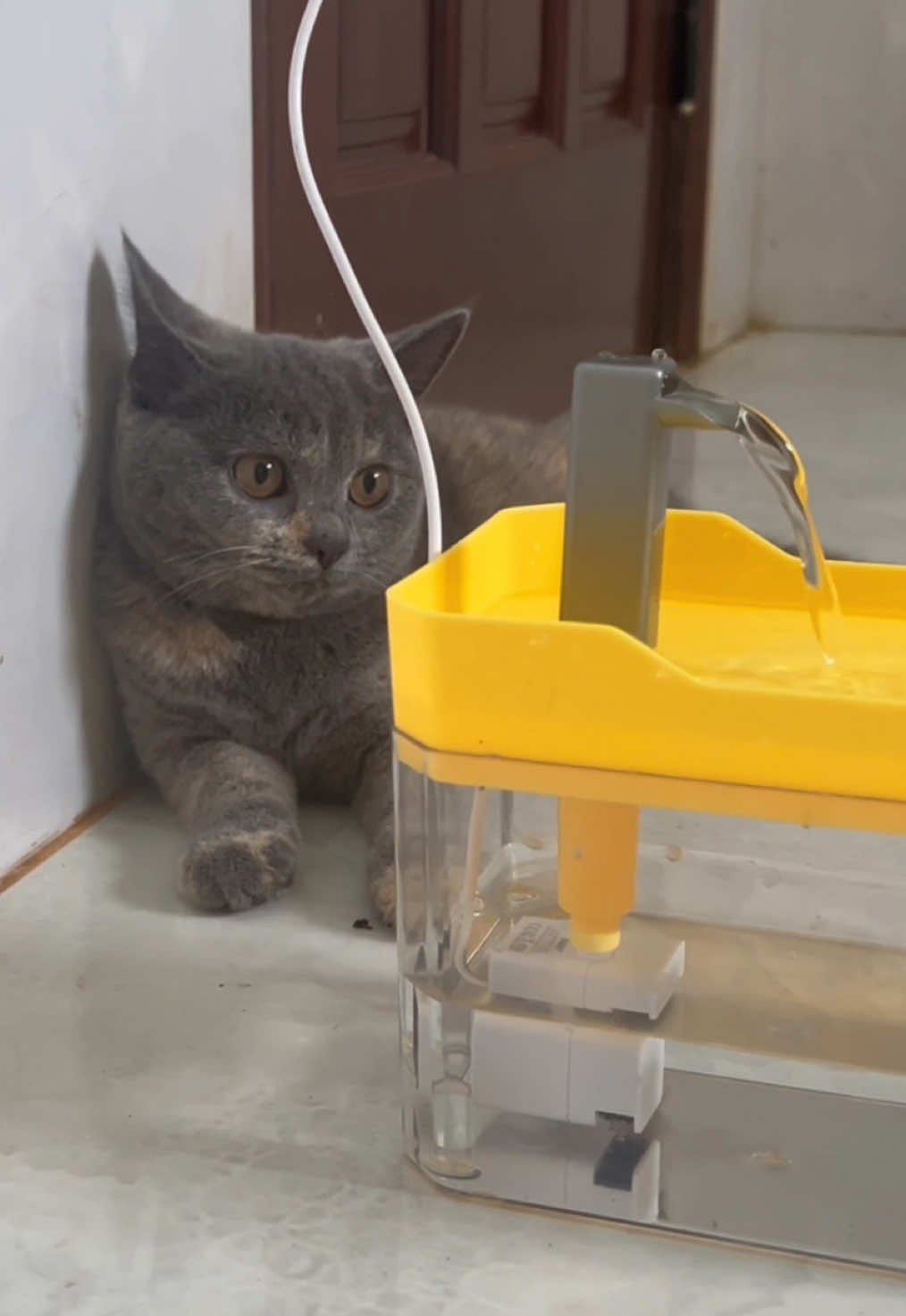 Đài phun nước uống tự động USB 1,5L cho mèo mùa hè có chức năng tuần hoàn nước chủ động dành cho chó và mèo, đài phun nước uống tự động cho thú cưng, đài phun nước uống cho chó và mèo máy lọc nước chó mèo #mèo 