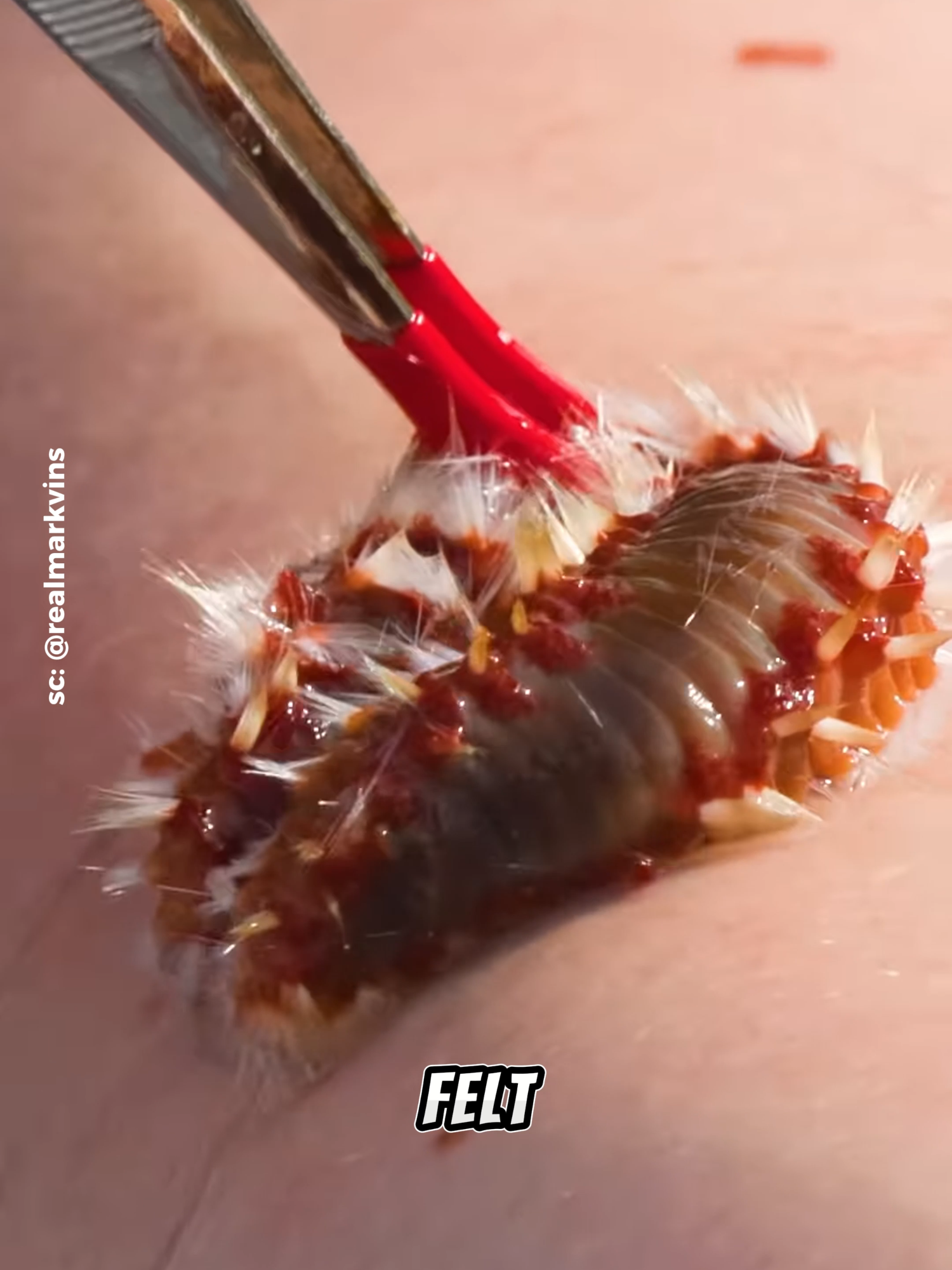 Stung by a Fireworm? Don' Try This at Home Credit: @bravemarkvins Follow Our Social Media: TT: @el_nino_tv IG: el_nin0_tv FB: El Nino TV YT: EL NINO TV #fireworm #worm #sea #sealife #ocean #animals #viral #viralvideo #viraltiktok #trending #fyp #fypシ゚