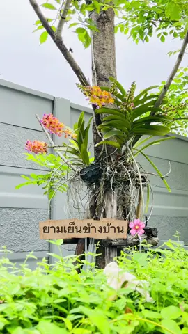 🌸 ดอกไม้บานเพียงชั่วคราว แต่ความทรงจำอยู่กับเรานาน 🌅 #ยามเย็น #ยามเย็นบ้านเรา #อยู่บ้าน #กล้วยไม้ #บ้านและสวน 