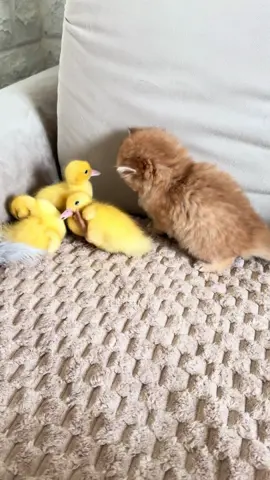 Kitten and duckling #kitten #cats #cuteness #virals #ducklings 