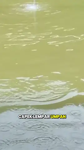 Umpan ikan mas untuk gebrusan harian kilogebrus  #raja7mancing #MancingMania #UmpanJuara #UmpanJitu #lombaikanmas 