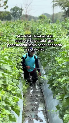 Melangkah lebih jauh🚀#petanimuda #petanimilenial #fyp #petanimelon #petani 