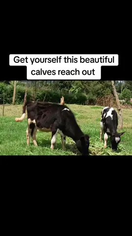 #fyppppppppppppppppppppppp #farmers #kenyafarmers #farminginafrica #creatorsearchinsight 