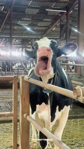 🐮:Get off my farm #funny #fyp #cow #farmlife #cute 