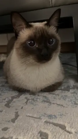 #catoftiktok #siamesecat #cute #JEMUA 