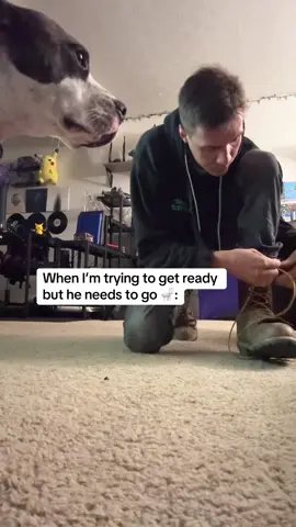 He can’t be patient for one second..update tho he did go 🚽 #dogsoftiktok #thursday 