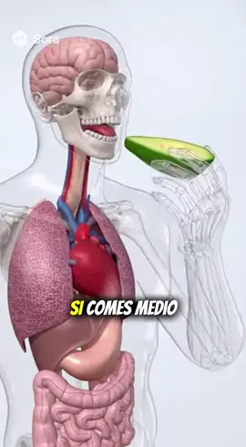 Comer aguacate a diario fortalece el corazón y protege tus ojos #aguacate #ojossanos #salud #saludcardiaca #saludnatural