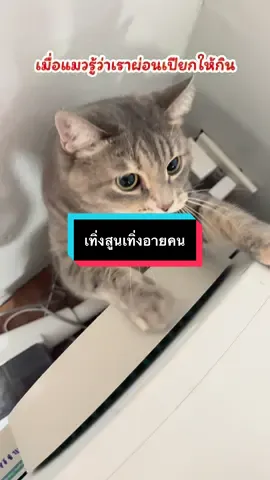เทิ่งสุน เทิ่งอายคน #ลาเต้แมวนักหยุม #คาปูด้วงขนที่พกหมอนรองคอมาด้วย #มอคค่าแมวอ้อน #สวนสัตว์tiktok #สัตว์เลี้ยงแสนรัก 