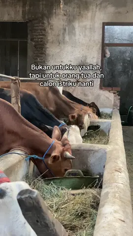 #peternakmuda #berkahsapi #fyp 