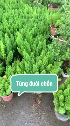 Tùng đuôi chồn size to #caycanhhanoi86 #caycanh #cayphongthuy #caykieng #tungduoichon 