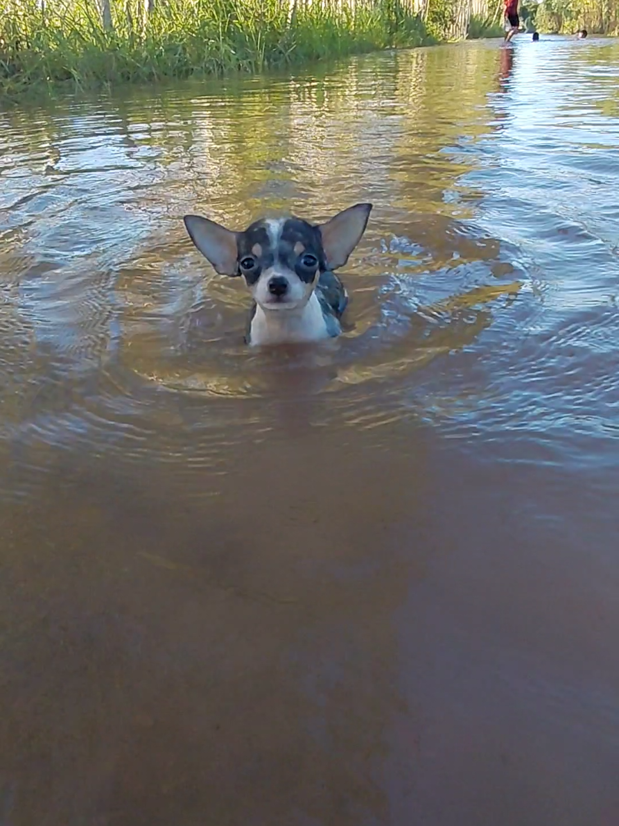 เมื่อทางเข้าบ้านน้ำท่วม🤣🤣 #ชิวาว่า #หมาน่ารัก #หนูชื่อจูลี่ #หมาตลก #เทรนวันนี้ 