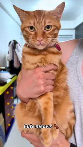 Cute meows 🐾#cat #cats #catslovers #catsoftiktok #fyp 