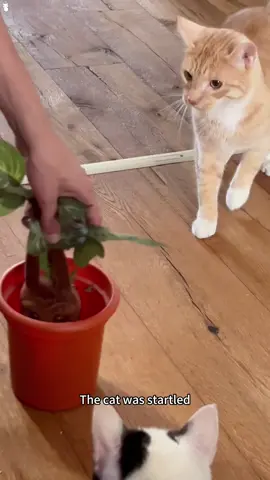 The guy was terrified🐱#cat #funnycat #funnyvideos #funnytiktok #cute #cutecat #foryou #fyp #pet #tiktok 