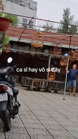 #choethannon #choethanhotxoe #choethanhotmua #chimsinhsan #choe 