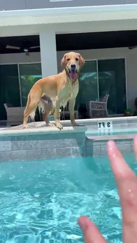 dog loves water😂#dog #dogs #doglover #dogsoftiktok #fyp 