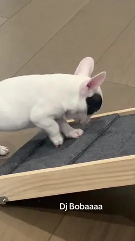 #foryoupage #dogsoftiktok #frenchiesoftiktok #frenchbulldog #dogs 