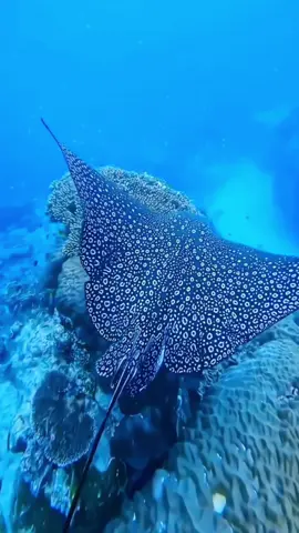 #aqua life#viata acvatica#водная жизнь#oceano #oceanlife  