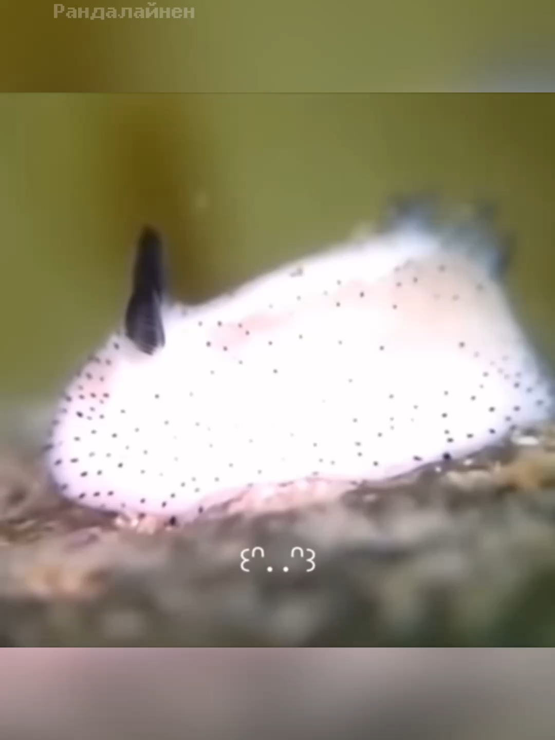 Морской Кролик 🐰 Токсичная Кроха