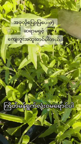 #ကြိတ်မန်ရွက် #moe 