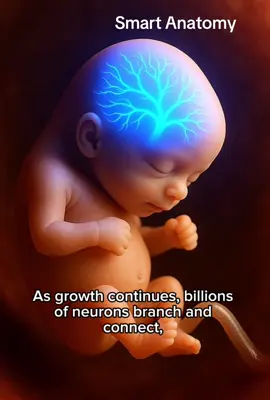 Baby Brain Development: How the Nervous System Forms Before Birth #baby #foetus #braindevelopment 