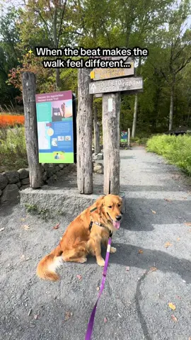 Main Character Energy 🐾 #DogTok #CoolDogVibes #MainCharacterEnergy#dogoftiktok#fyp 