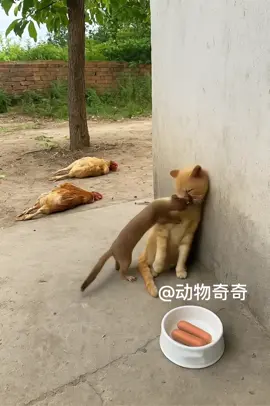 突然，小猫突然睁大眼睛，一个后仰栽过去了