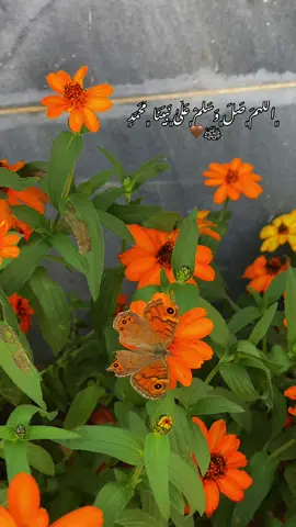 ﮼اللَهمَ﮼صَلَ﮼وَسَلَمْ﮼عَلَىٰ﮼نَبِيَنَا ﮼مُحَمَدٍ ﷺ🤎#سلاوات_لە_سەر_گیان_پێغمبەر_د_خ🤲📿 