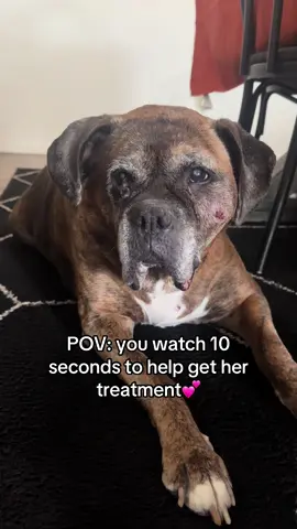 This is my dog Lucy. Unfortunately, she has been diagnosed with fibrosarcoma. Please pray and spread love for Lucy🐾 #dogsoftiktok #fyp #doglover #fypage #fy 