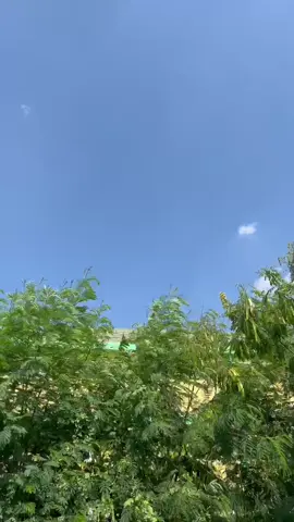 Gaburan merpati bahan baru jarak 1km. Soloutarasakjose #merpatilovers #merpatitinggian #merpaticito #merpatomprang #merpatitinggiankolongbebas 