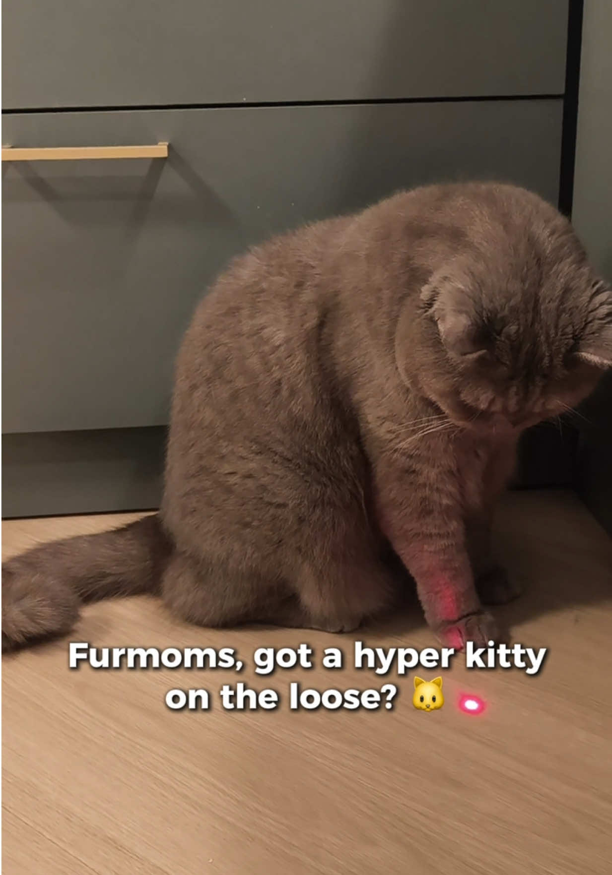 Warning: Side effects include zoomies and scratchies 🐾 Tap the link in our bio to shop MEOW! Also, don’t forget to #CheckShopeeFirst ARAW-ARAW: ✅ #SPayLaterPH 0% Interest on ALL ITEMS ✅ Unli Free Shipping nationwide on ₱249 min. spend Per DTI Fair Trade Permit No. FTEB-228237, 236930 Series of 2025 #ShopeePH #ShopeeBudol #ShopeeFinds