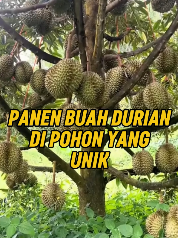 Panen Buah Durian Di Pohon Yang Unik #panen #buah #durian #fyp #viral 