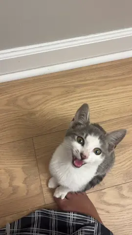 How dare I do anything but give cuddles, kisses, and treats 🙄 Suki has her first vet appointment this morning! Time to find out if she’s a madam or sir Suki 🤭 #catsoftiktok #suki #kitten #kittensoftiktok #catdistributionsystem 