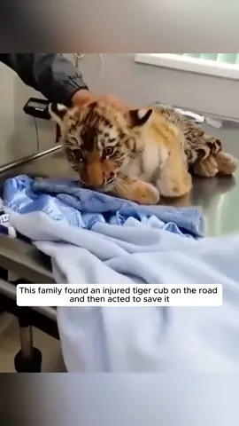 family found an injured tiger cub on the road and then acted to save it