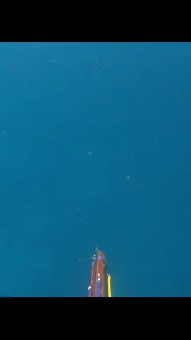 shaf di bawa kabur sama tuna Gigi wnjing #fyp