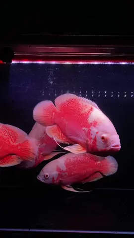 Idaman bangett😁😋#predatorfish #predatorfishindonesia #oscarred #nemothailand 