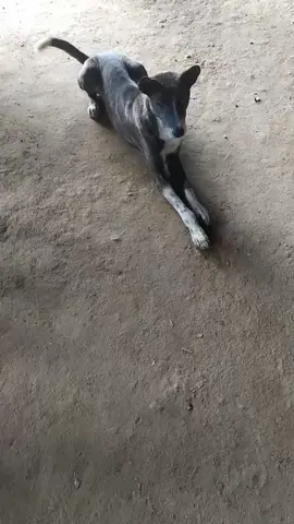 ဝတုတ်လေးရဲ့စိတ်သဘောကတော့မြင့်ချက်###viekaskettu #ရောရ်ချင်ရာရောက်စမ်းကွာ