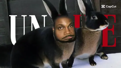 JpegBunny🥹#jpegmafia #jpegmafia #jpegmafia #jpegmafia #jpegmafia 