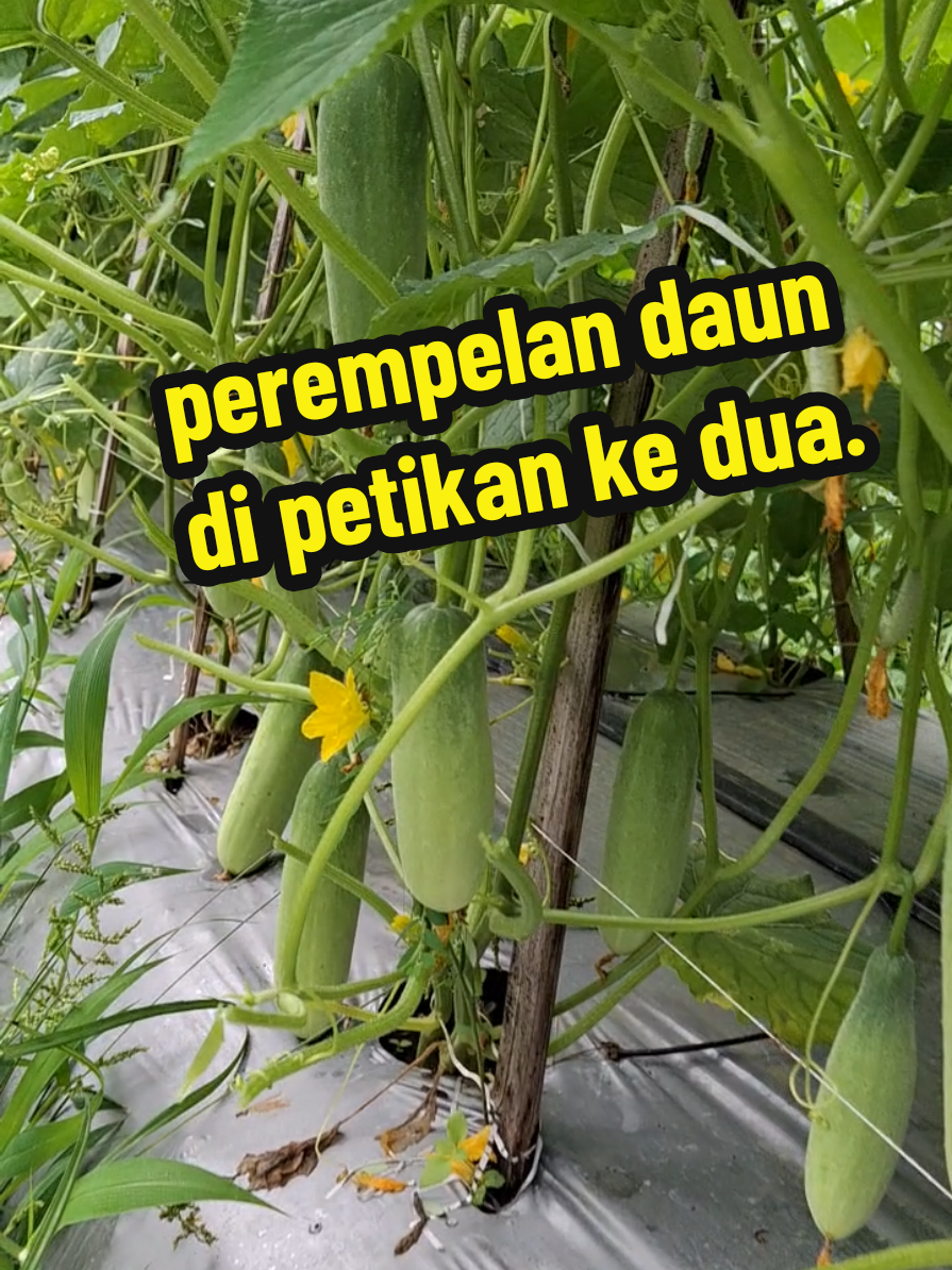 perempelan daun mentimun di oerikan ke dua. #tanaman #mentimun #kebuntimun #perempelan #mangkebon 