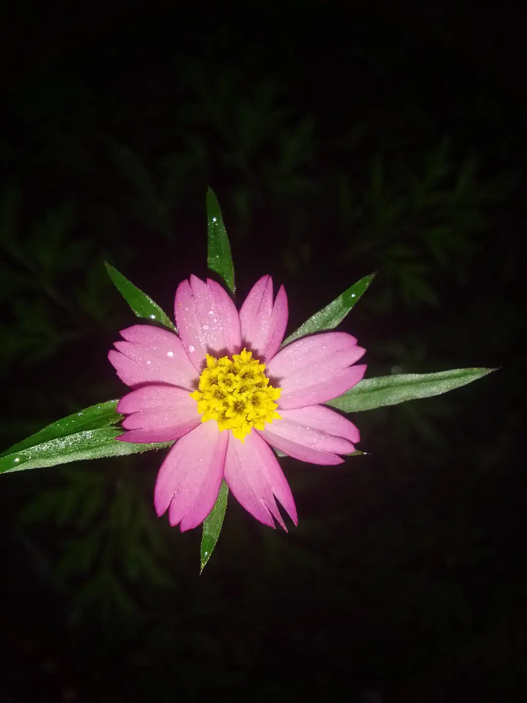 Flowers at night.... #vibes #foryou #night#flowers #fypシ゚ 