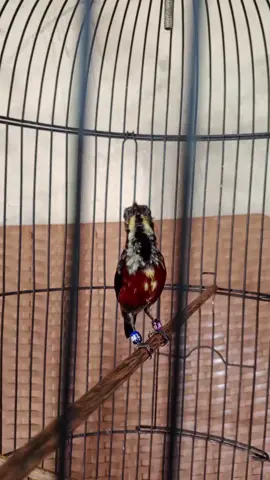 jangan tanya isian, mau bunyi ajah udah Seneng😀.. #rawatanburungharian #konin #burungmasteran #sogon #kolibrininjaindonesia 