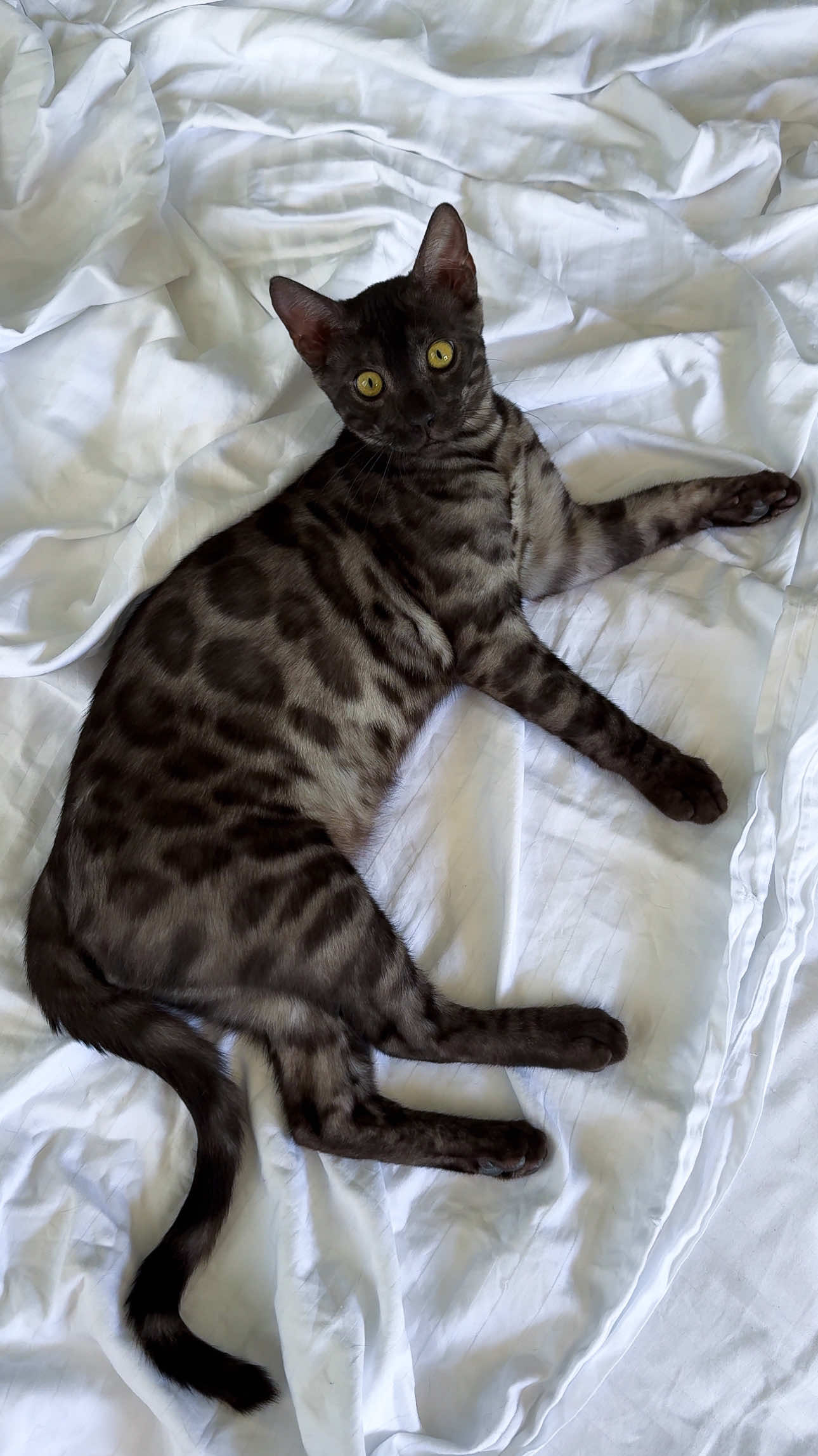 The beauty of Smoke Bengal 🐆 Elite GrandGlow cattery ⚜️ #blackbengal #smokebengal #melanisticbengal #bengal #bengalcat                  