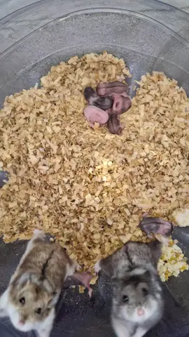 baby campbell usia 1 mingguan #hamster🐹 